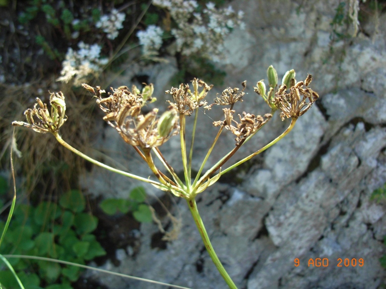 Siler montanum subsp. garganicum (=Laserpitium siler ssp.garagnicum)